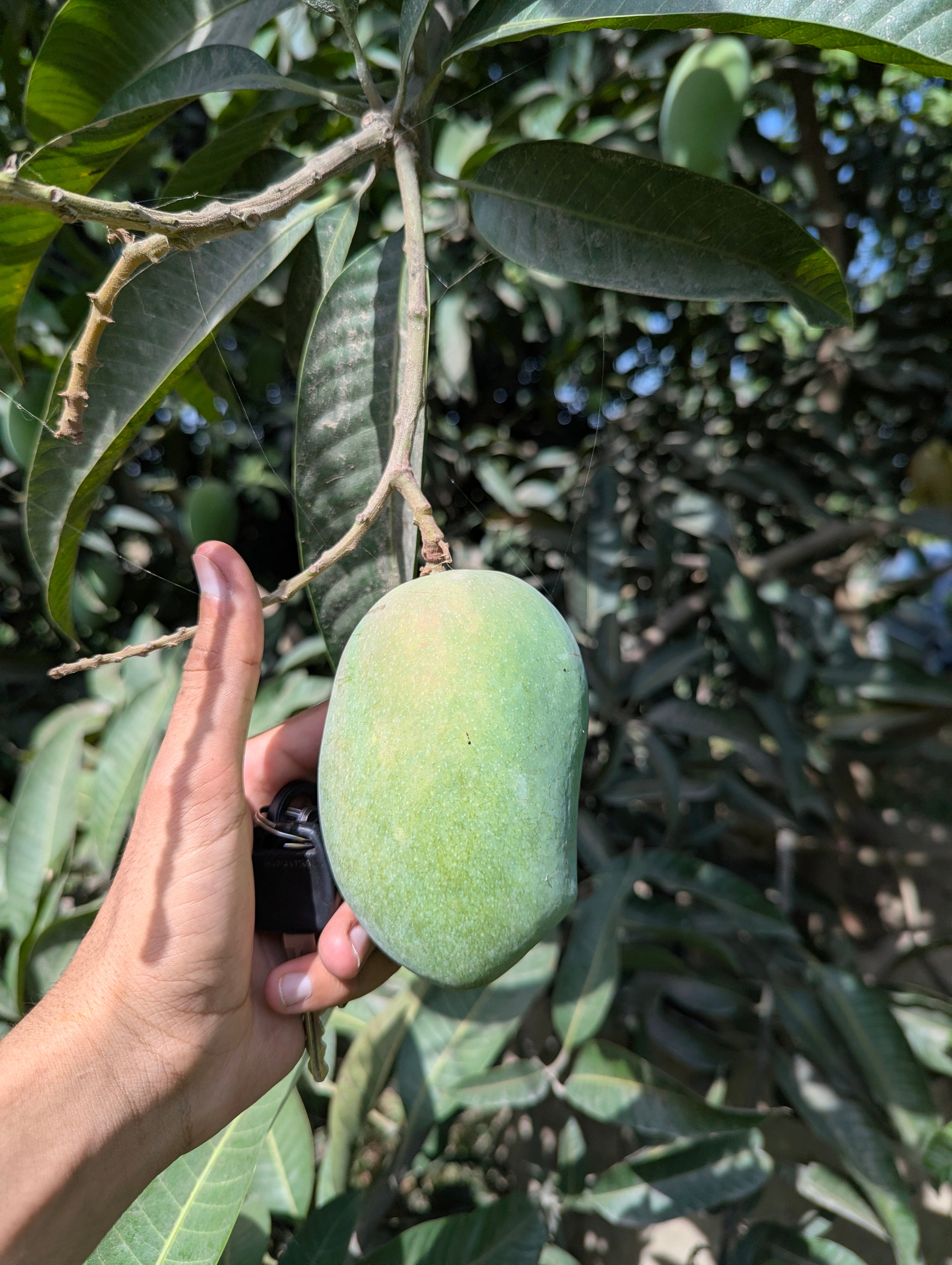 Real vs. Fake "Multani" Chaunsa: How to Tell If Your Mango Is Actually From Multan