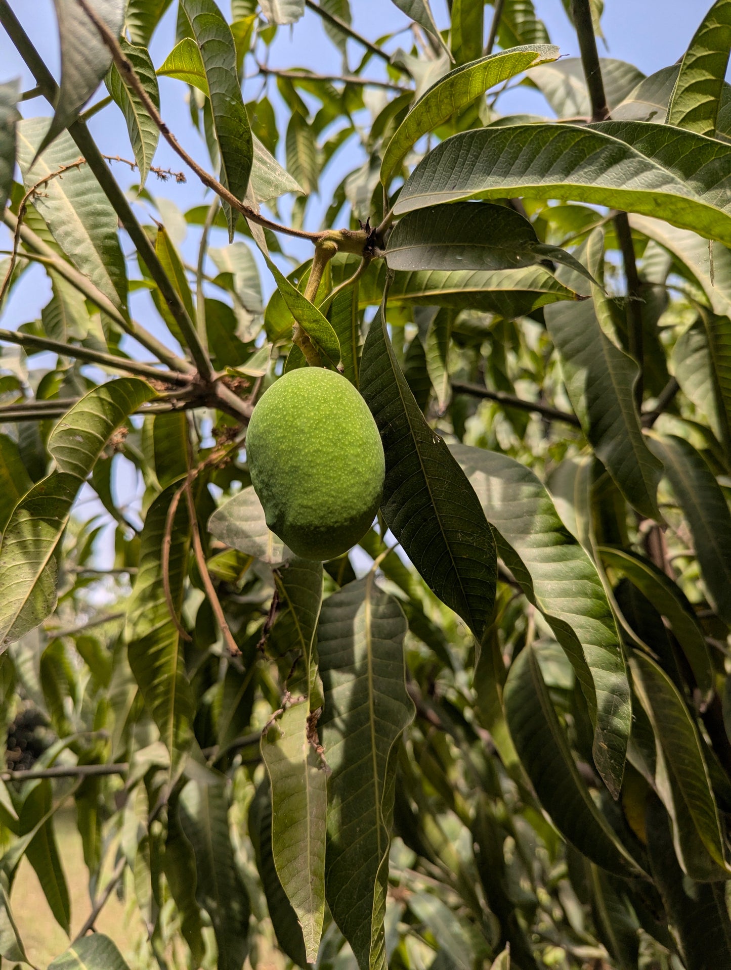 Fresh Sindhri mangoes growing on trees at Mangofy farm in Muzaffargarh