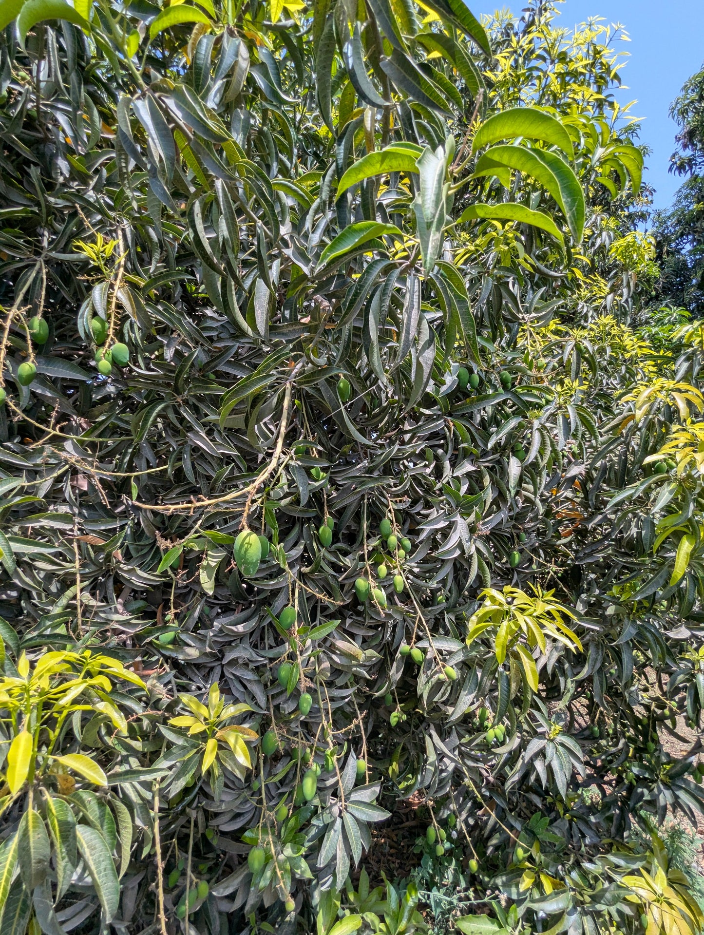 Mangofy Sindhri mango orchard in Muzaffargarh Punjab Pakistan