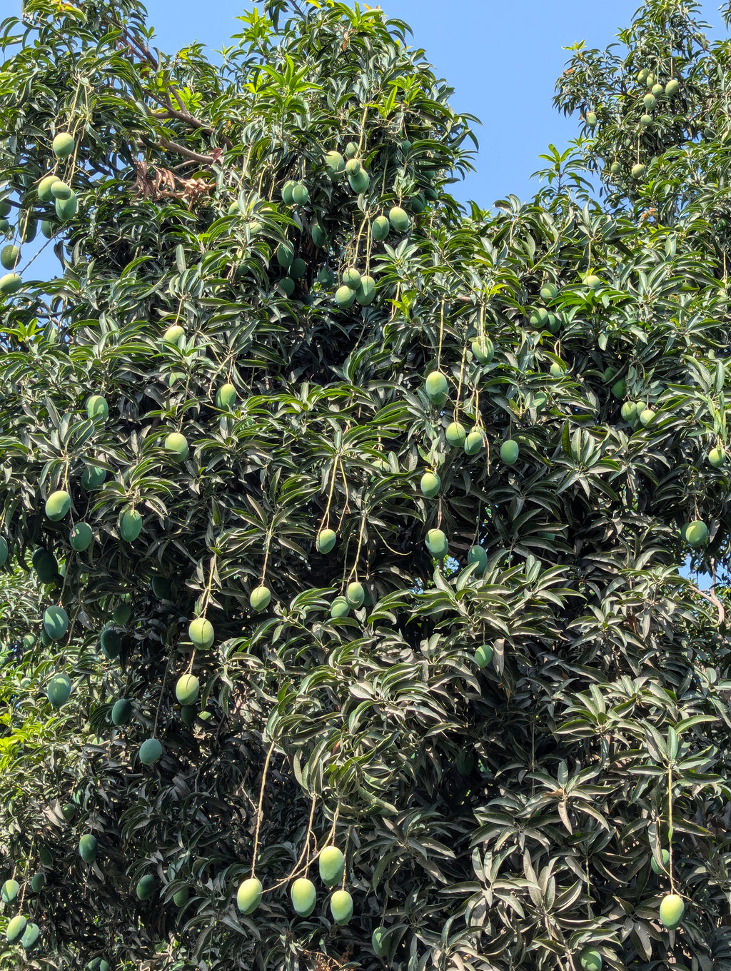 Nawabpuri Chaunsa
