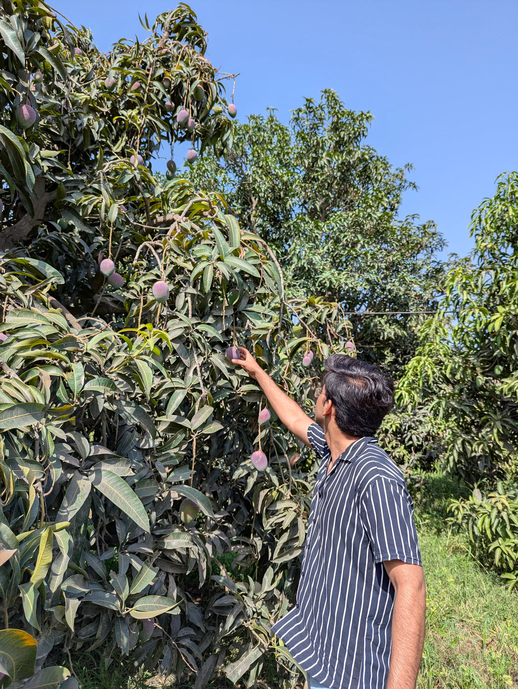 Nawabpuri Chaunsa