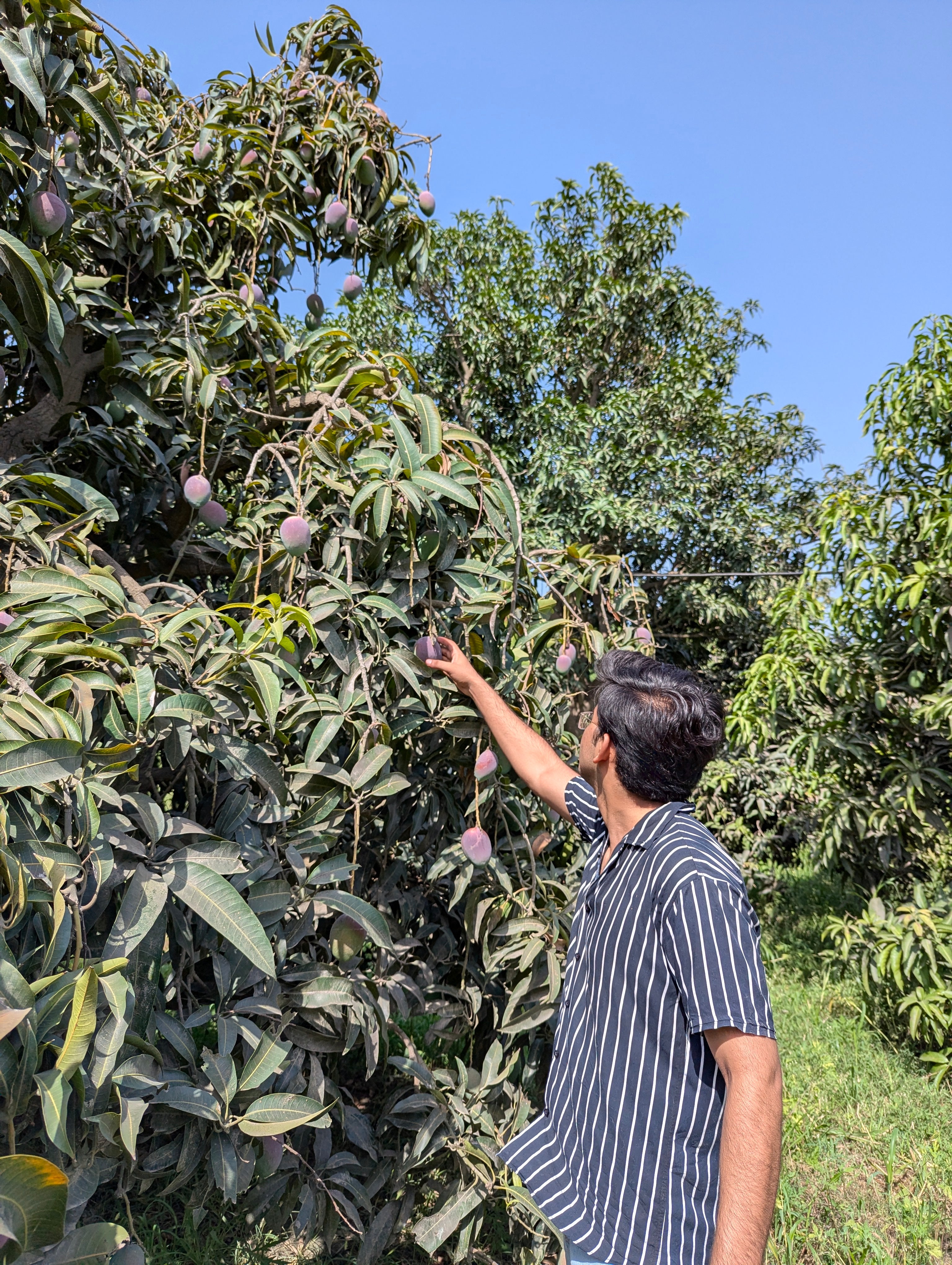 Nawabpuri Chaunsa