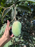 Nawabpuri Chaunsa