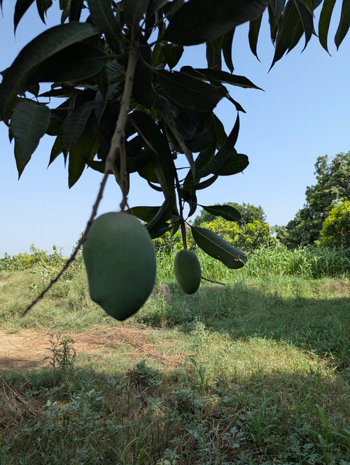 Nawabpuri Chaunsa
